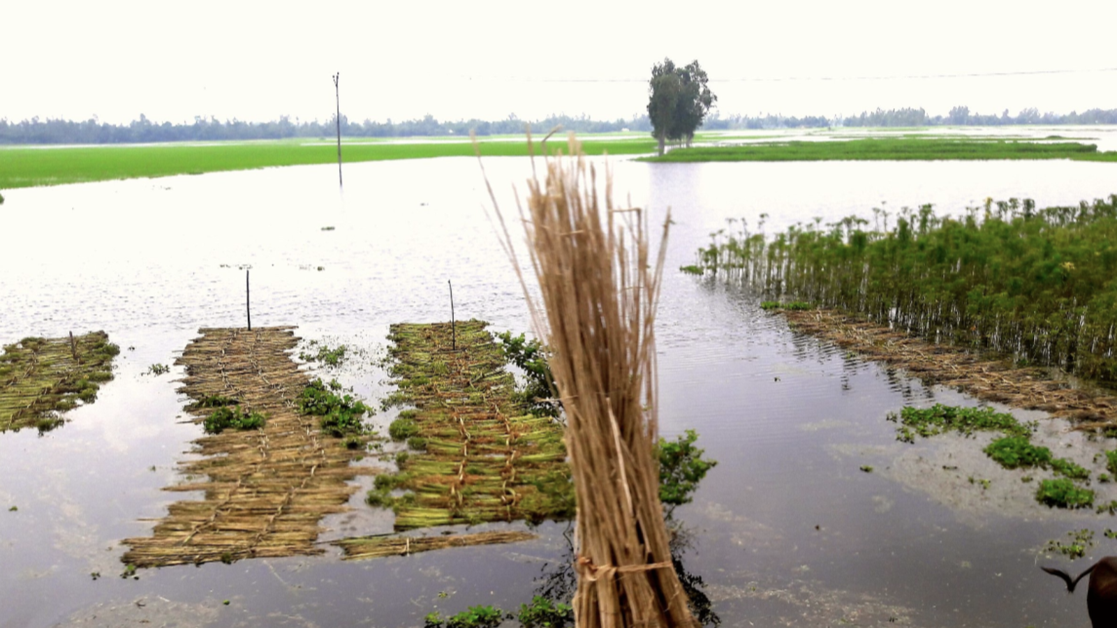 A rice field filled with water.