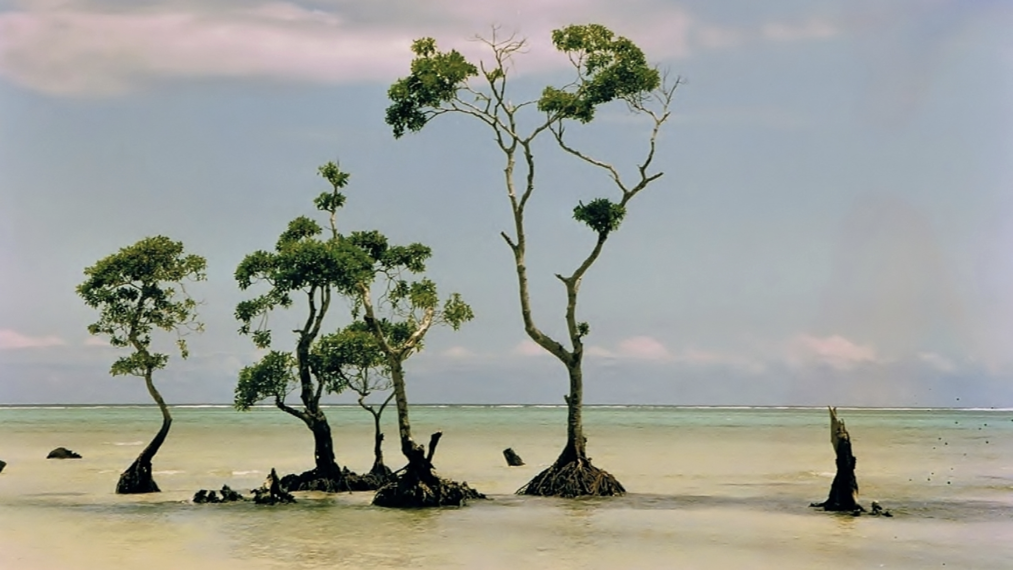 Three barren mangrove trees in the ocean.