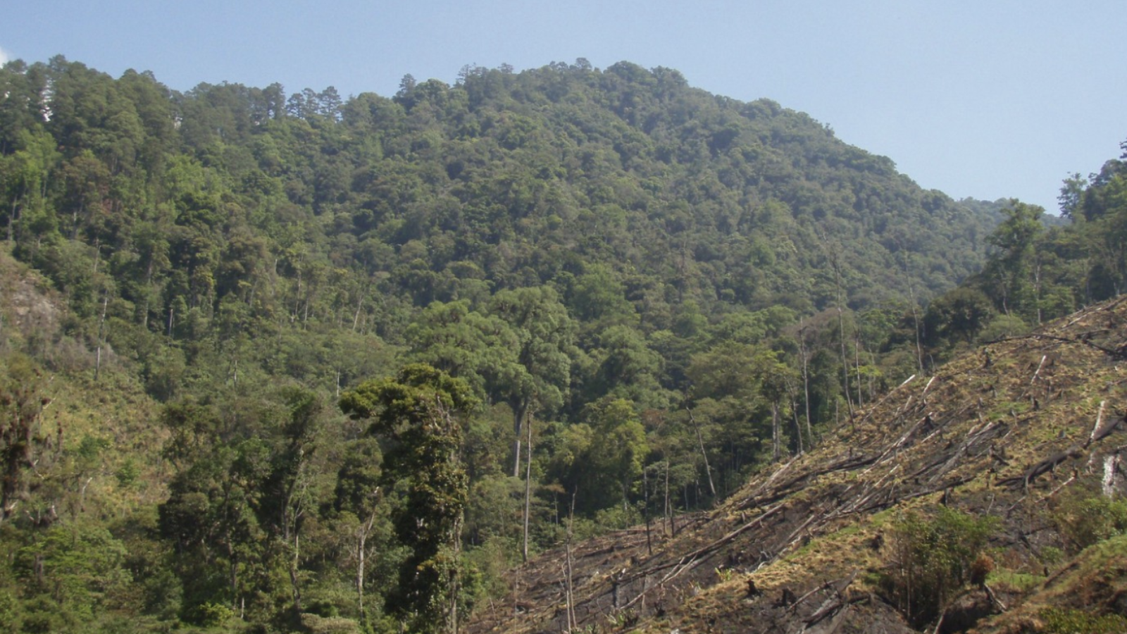 An image of a wide swathe of trees that have been cut down on the side of a mountain in Honduras.
