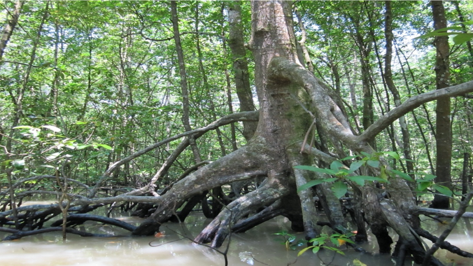 Mangroves, an iconic coastal forest found across the tropics, such as in Johor, Malaysia.