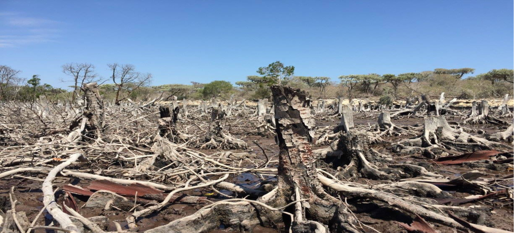 Turning The Tide On Global Mangrove Forest Loss - Georgetown Journal Of ...