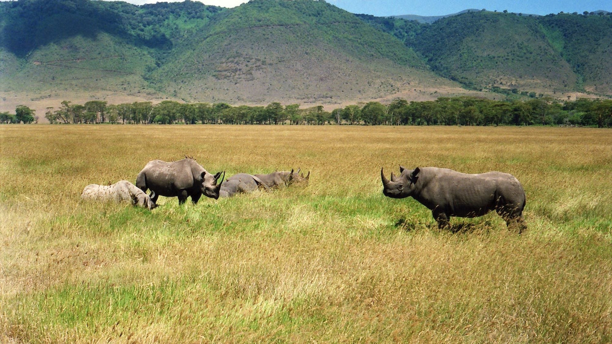 Rhinos