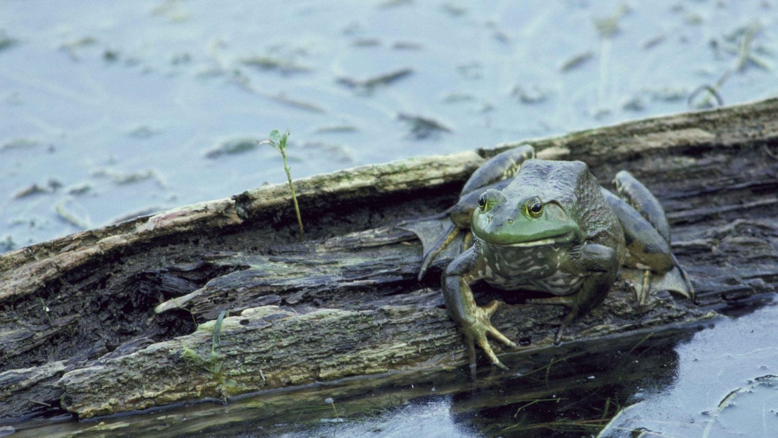 Frog