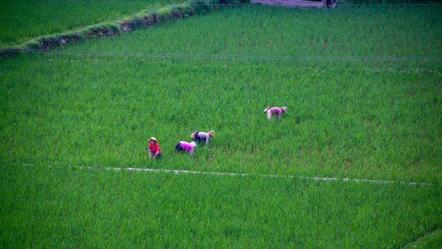 Women working in paddy fields