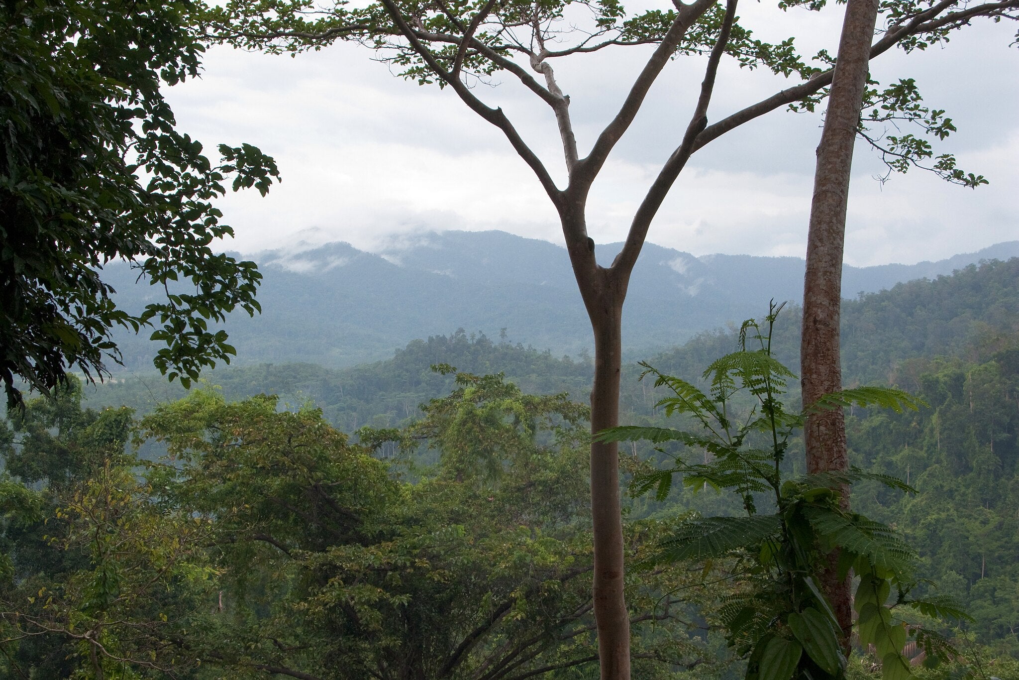 Criminalizing Ecocide: A Conversation with Stop Ecocide International’s CEO Jojo Mehta