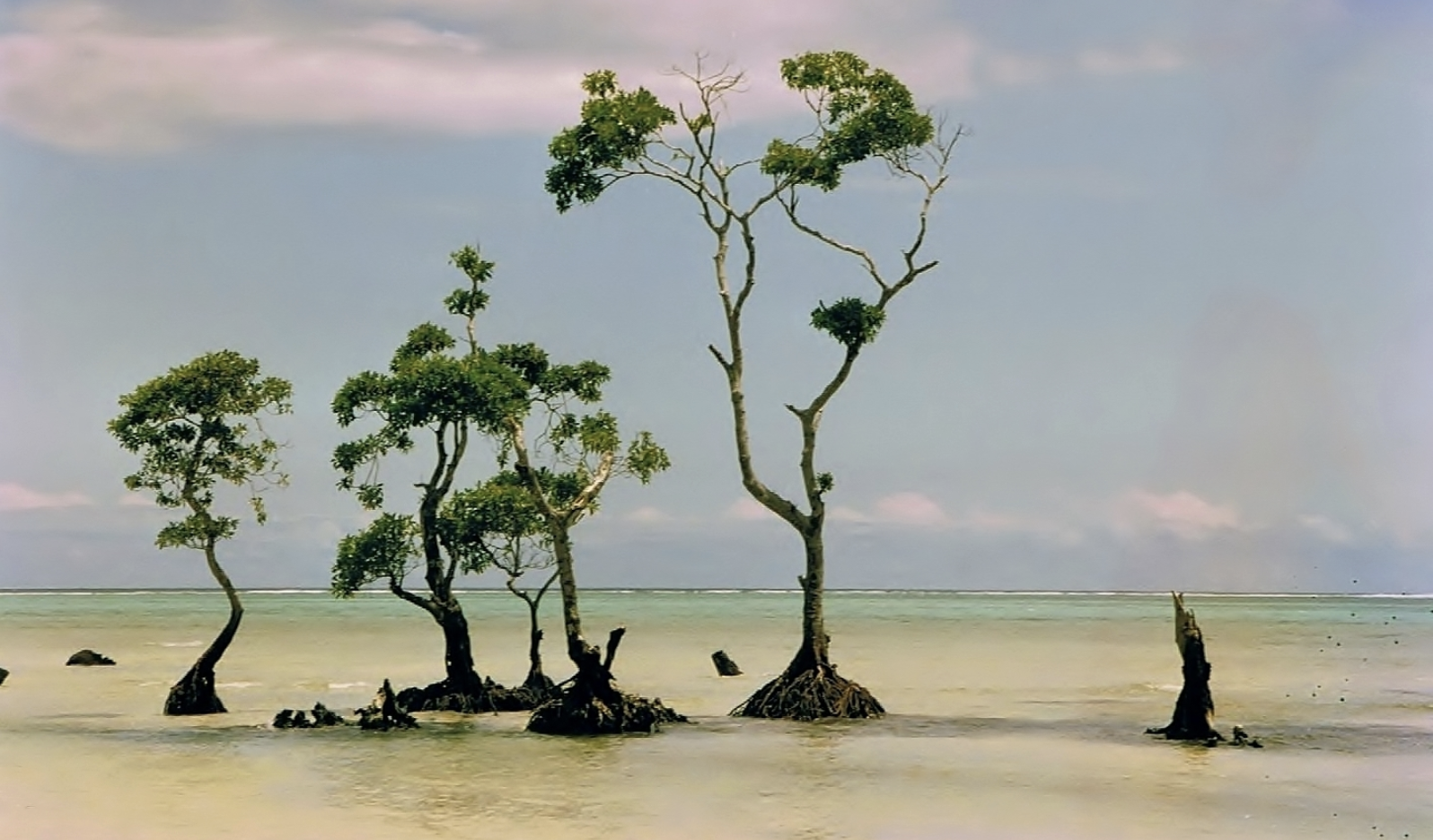 Three barren mangrove trees in the ocean.