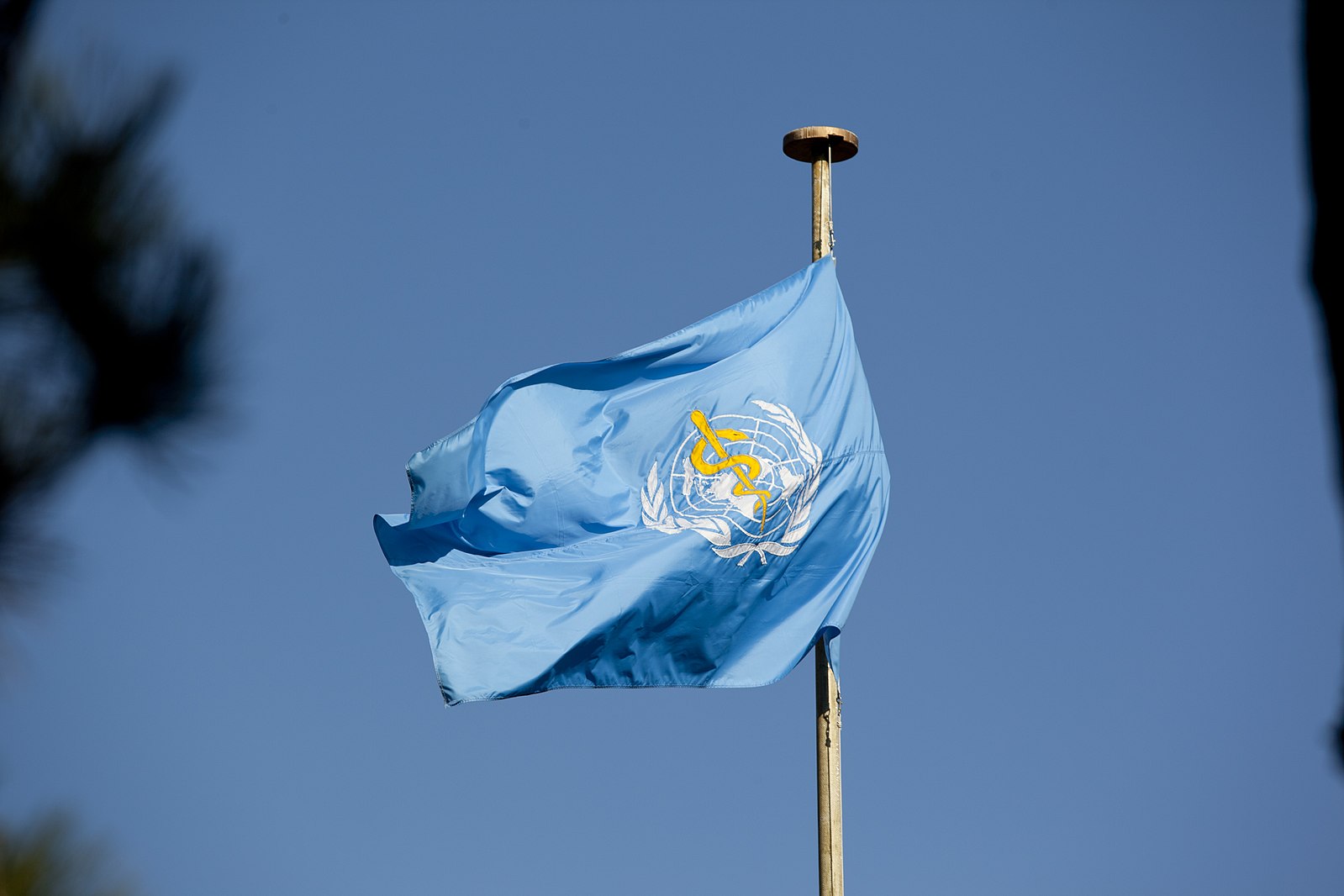 The flag of the World Health Organization (WHO) flutters on a flagpole.