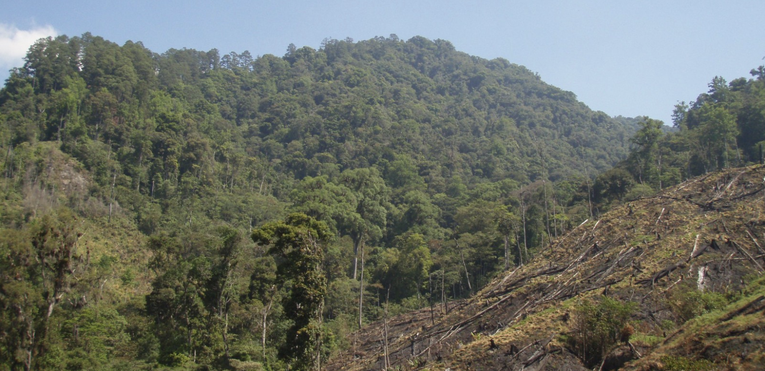 An image of a wide swathe of trees that have been cut down on the side of a mountain in Honduras.