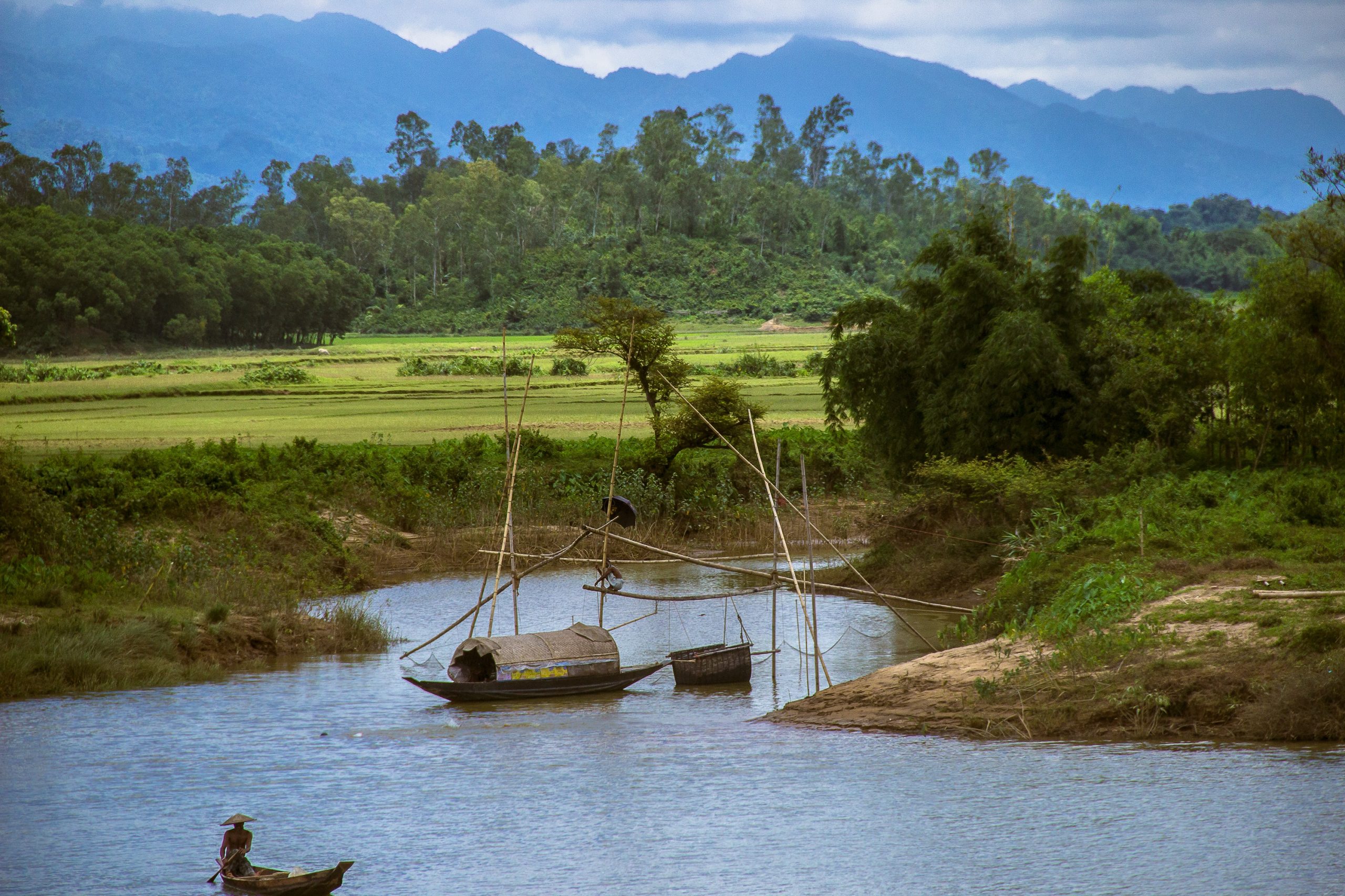 Forest in Bangladesh