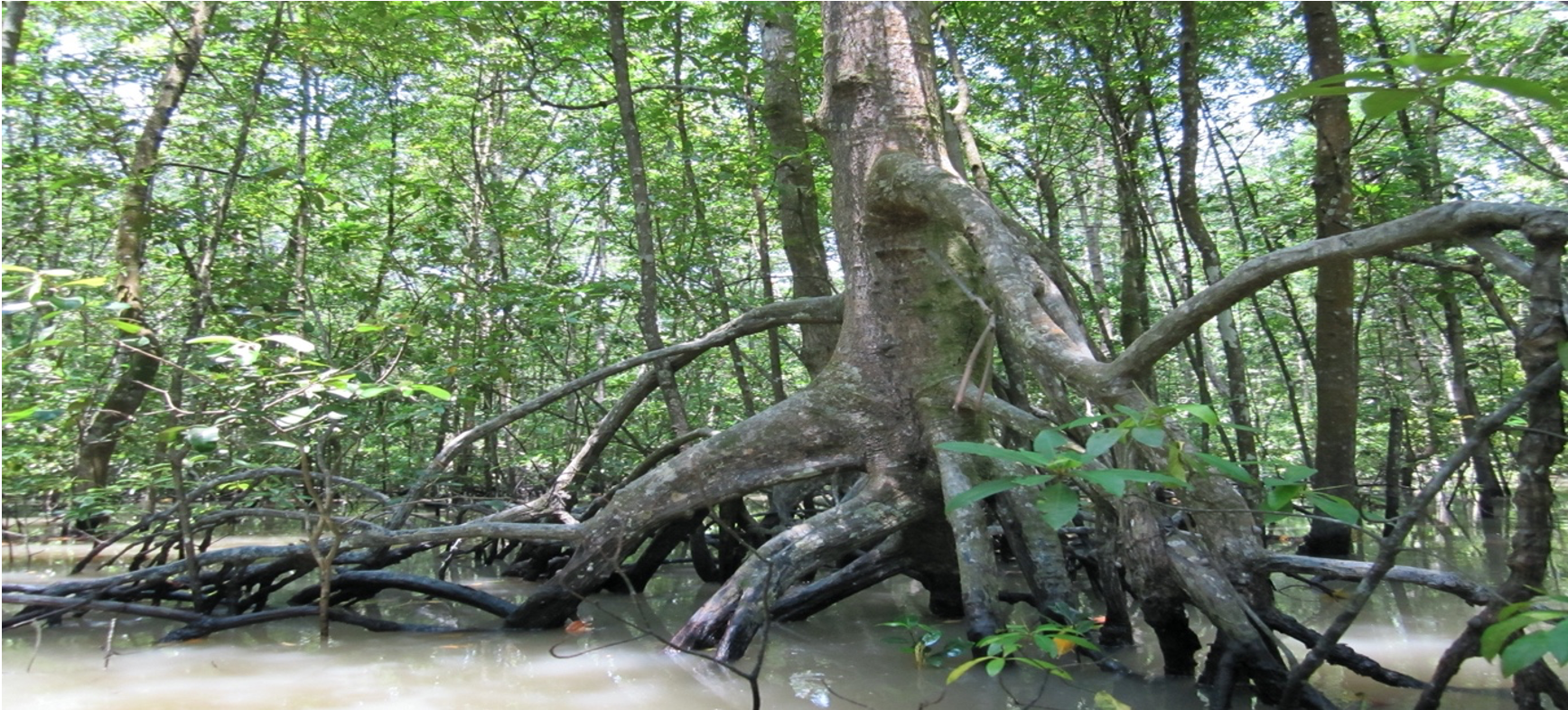 Mangroves, an iconic coastal forest found across the tropics, such as in Johor, Malaysia.