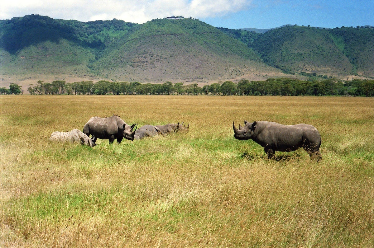 Rhinos