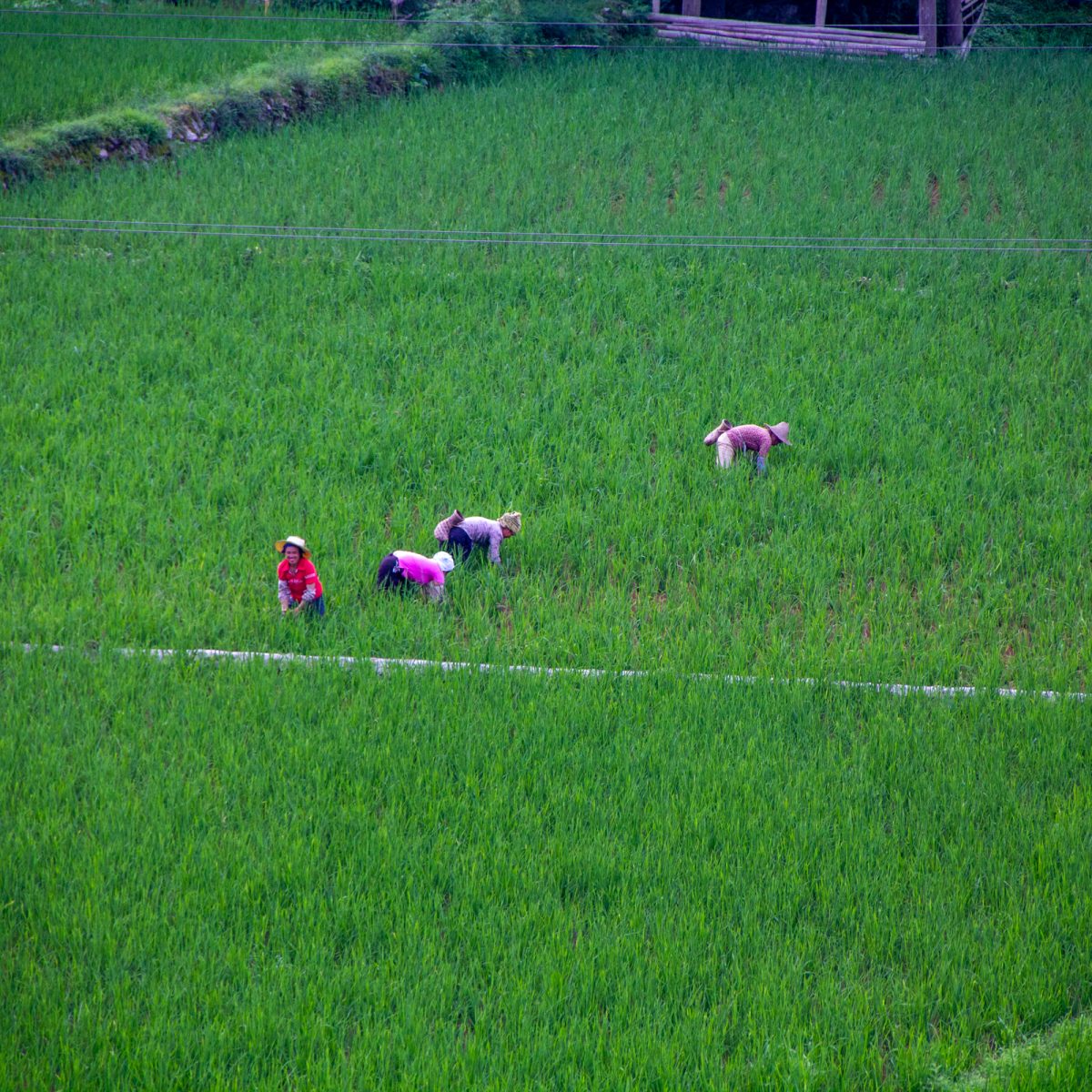 Women working in paddy fields