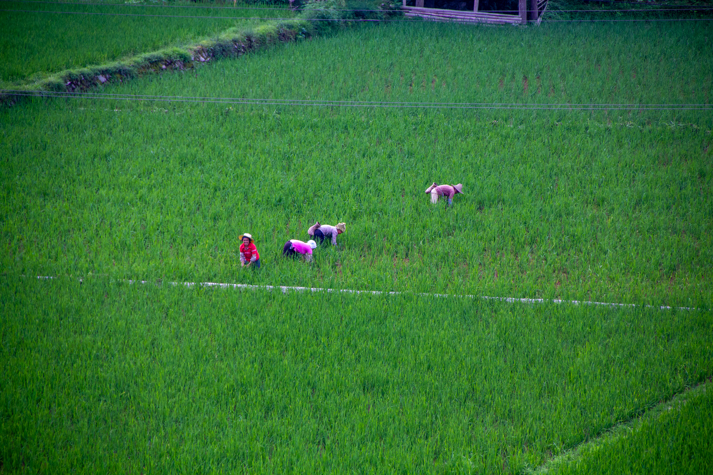 Women working in paddy fields
